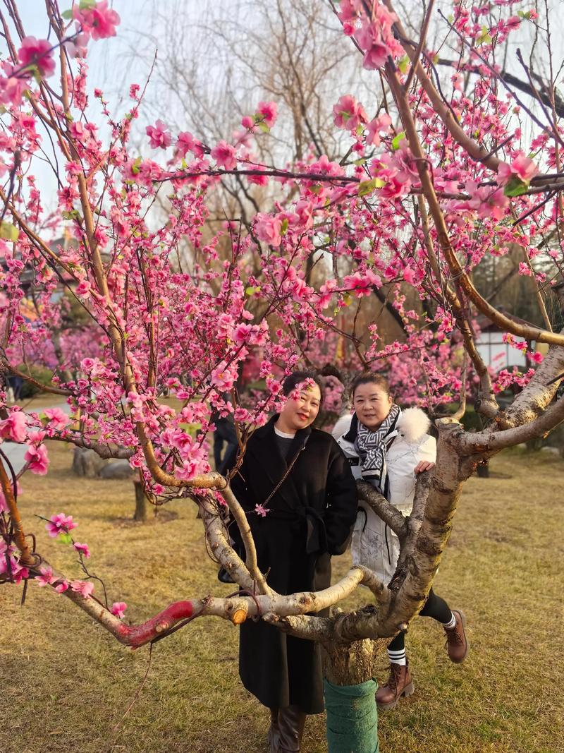 桃花人面笑春风  第1张