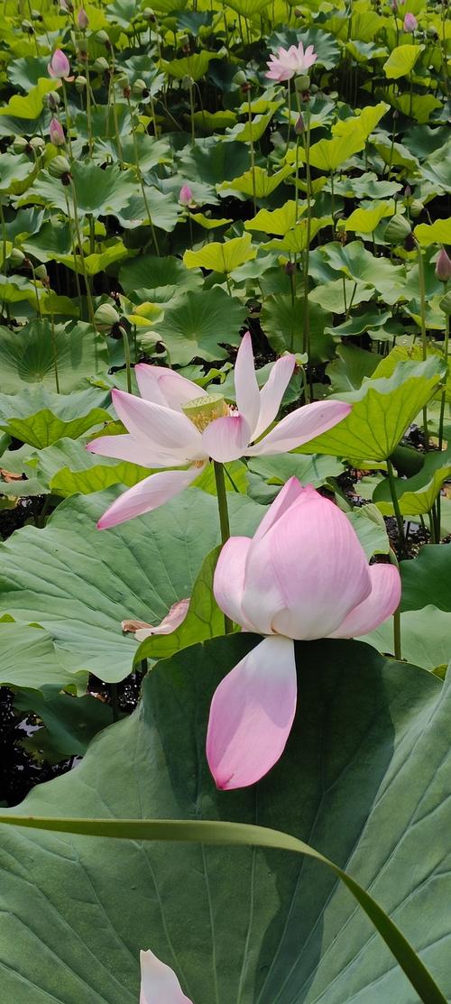 夏日清凉  第1张