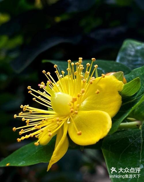 相思陌上花  第1张