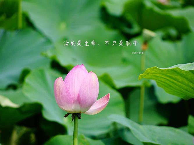 生命，因芬芳而美丽  第1张