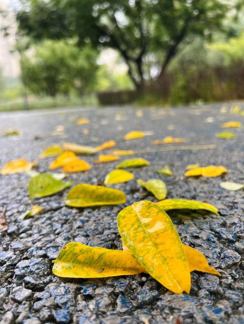 一场秋雨一场寒  第1张