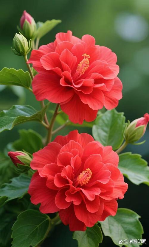 花开卑微，也要是最绚烂的一朵  第1张