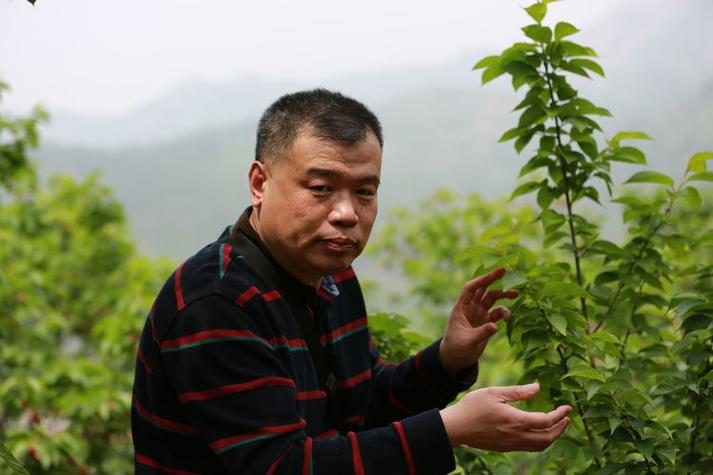 欠我的樱桃何时还  第1张