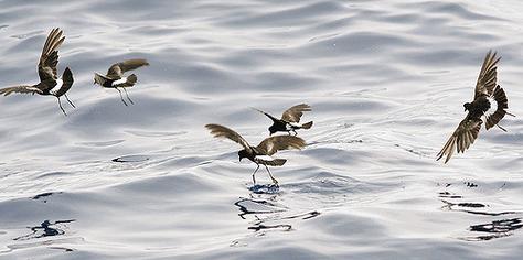 四海飞燕  第1张