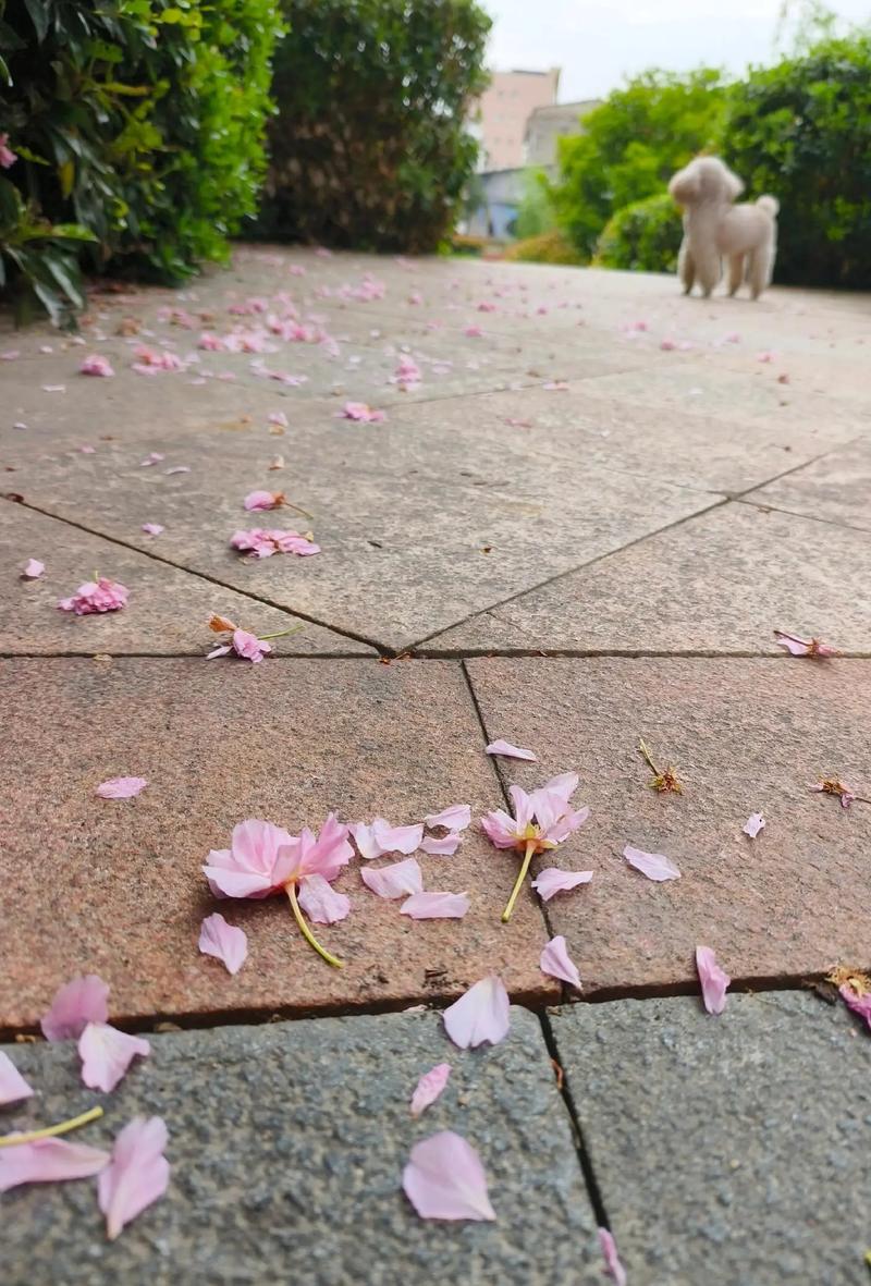 花飞飘满天，盈盈花瓣雨  第1张