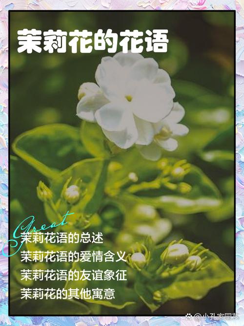 赞美茉莉花的优美句子 夸赞茉莉花的诗句有哪些  第1张