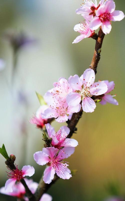 春暖花开  第1张