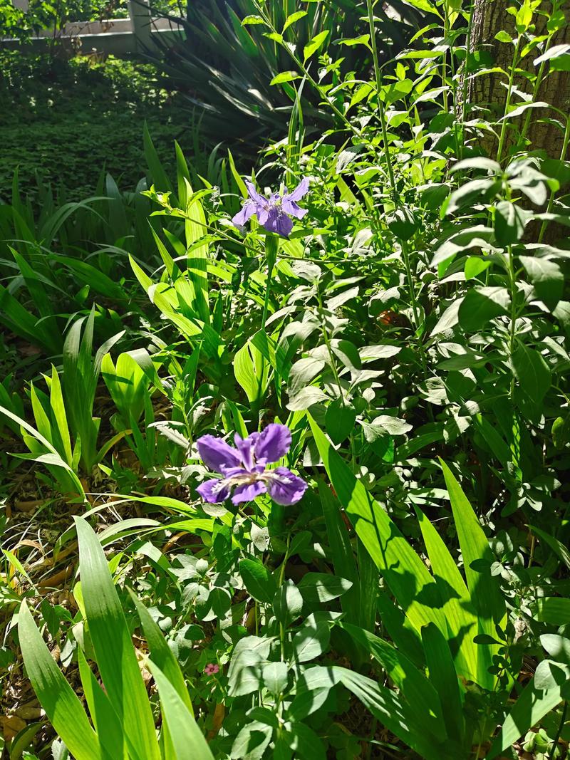 春光明媚(二首)  第1张