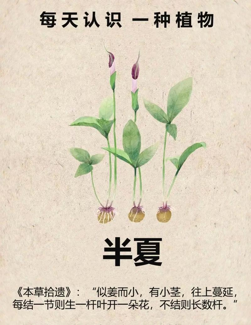 半夏  第1张