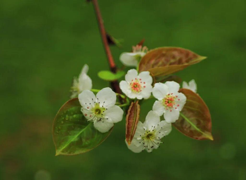 梨花雨 第1张 梨花雨 第1张