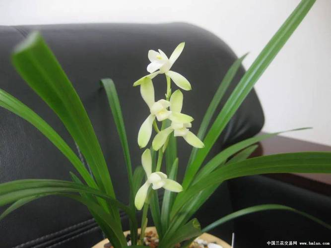 一缕幽香 第1张 一缕幽香 第1张