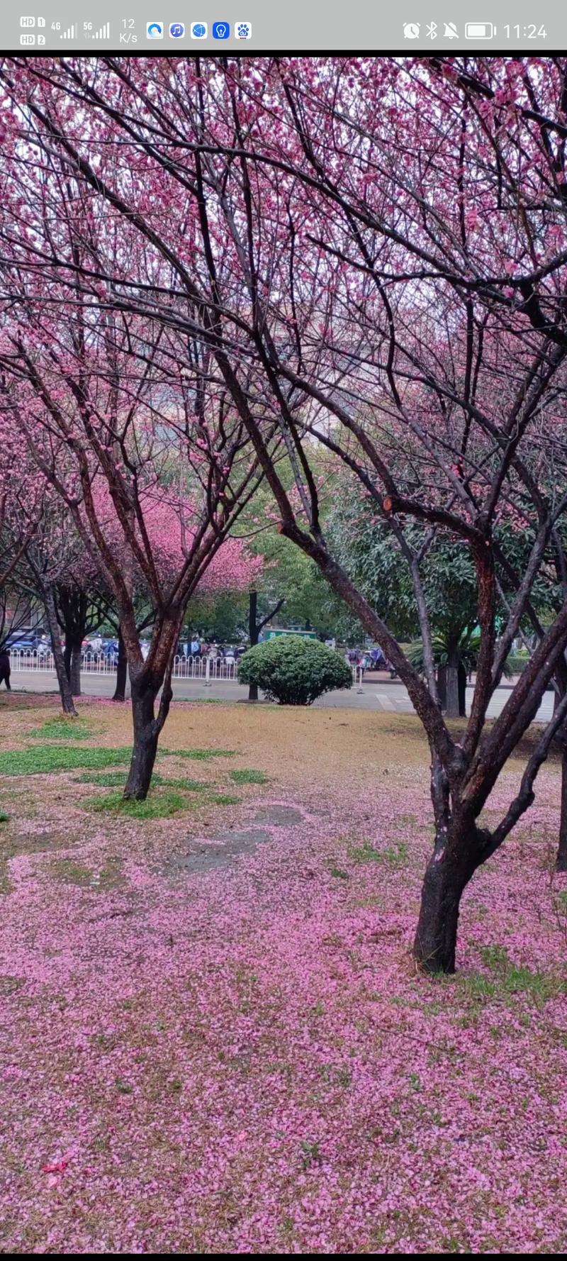 花开花落  第1张