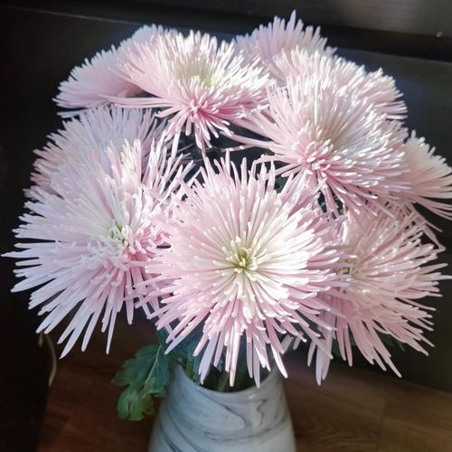 花之物语  第1张