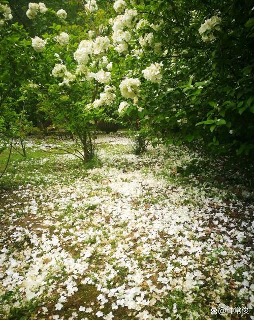 陌上花落  第1张