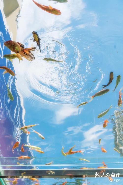 《浮在空中的鱼群》 第1张 《浮在空中的鱼群》 第1张