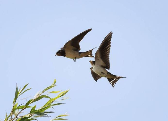 燕子飞时 第1张 燕子飞时 第1张