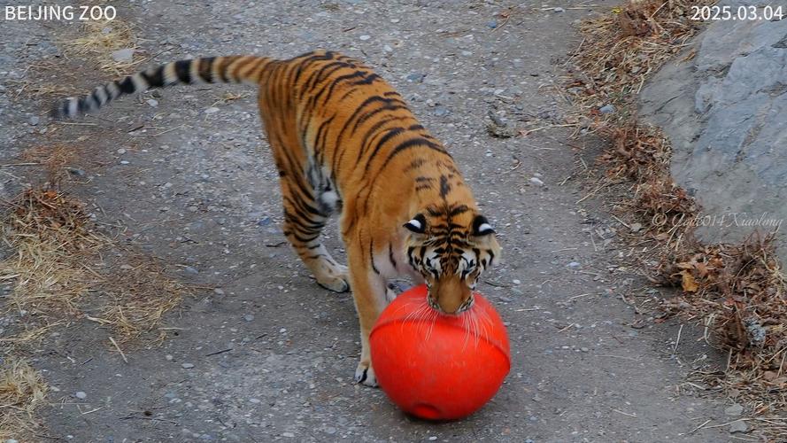 北大荒虎趣儿 第1张 北大荒虎趣儿 第1张