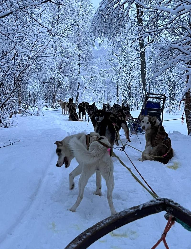 乌苏里江边的狗爬犁  第1张