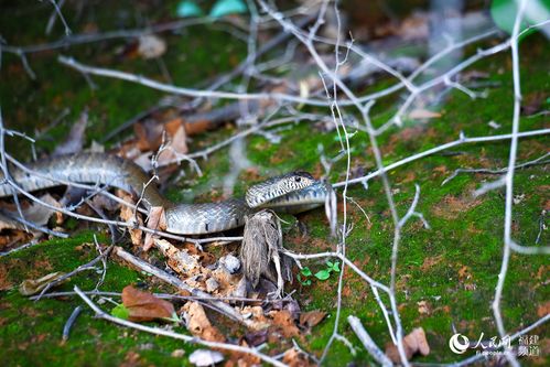 捕蛇王赵老大  第1张