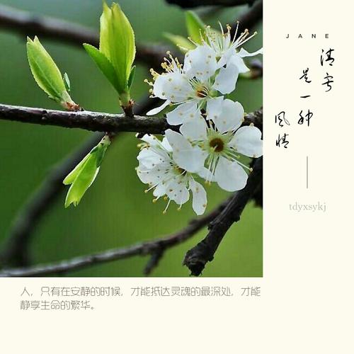 清寂,是一种风情 第1张 清寂,是一种风情 第1张