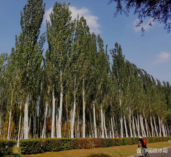 暖风吹拂下的白杨林 第1张 暖风吹拂下的白杨林 第1张