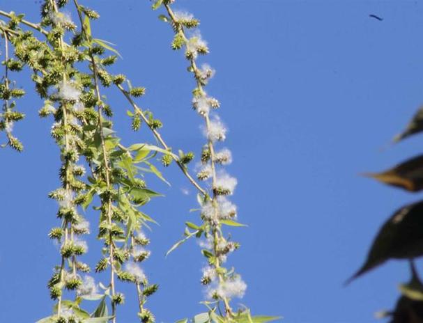大话柳絮 第1张 大话柳絮 第1张