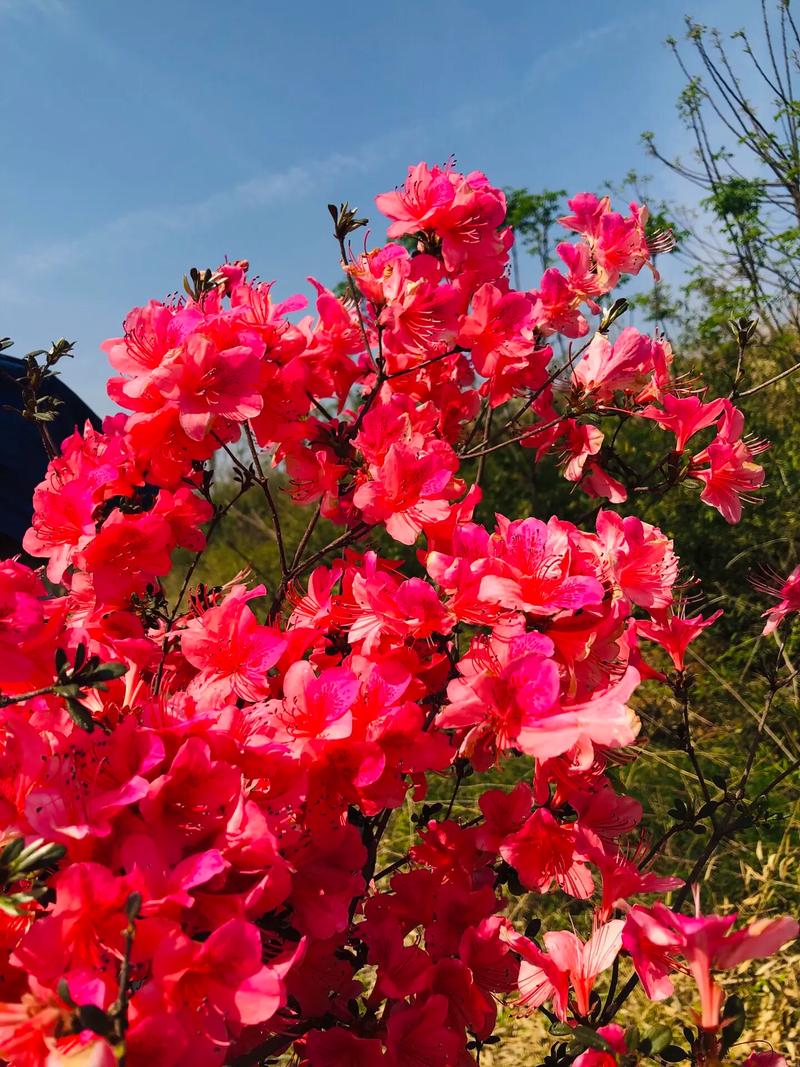 她在丛中笑 第1张 她在丛中笑 第1张