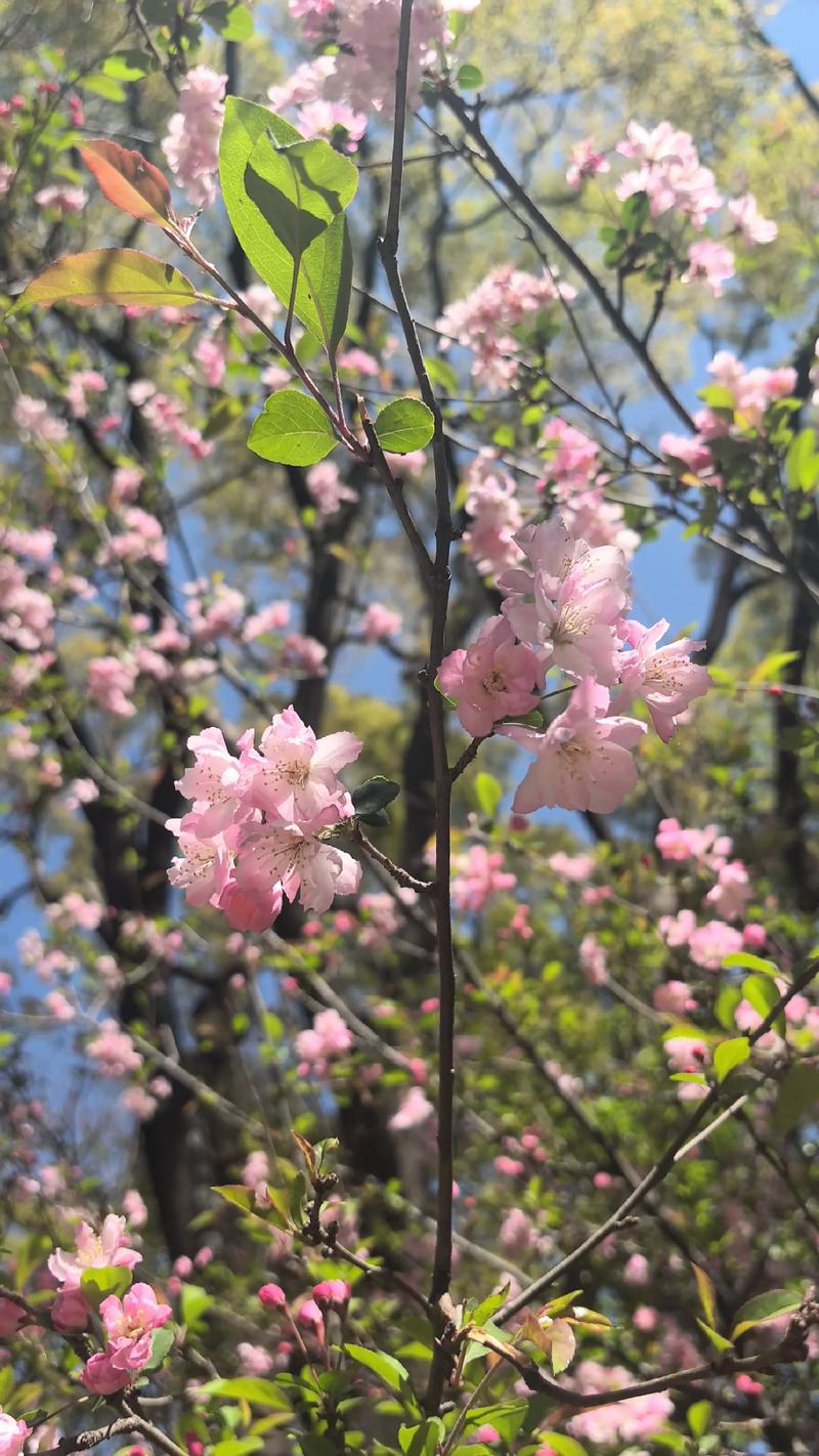 想和你去看一场春暖花开 第1张 想和你去看一场春暖花开 第1张