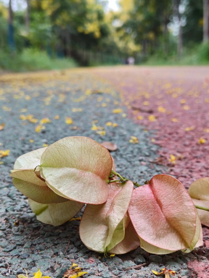 繁华落尽不是秋  第1张