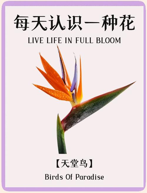 天堂里有没有鸟语花香  第1张