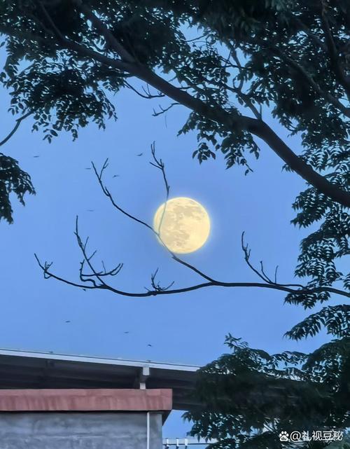 午夜胧胧淡月黄 第1张 午夜胧胧淡月黄 第1张