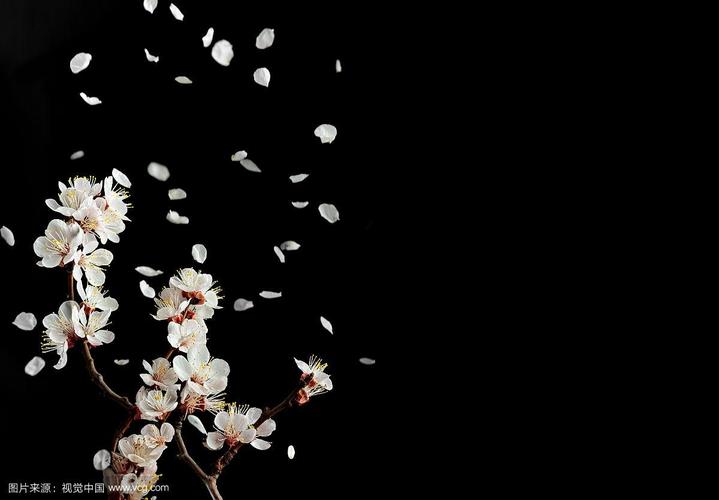 黑色枝条上的许多花瓣  第1张