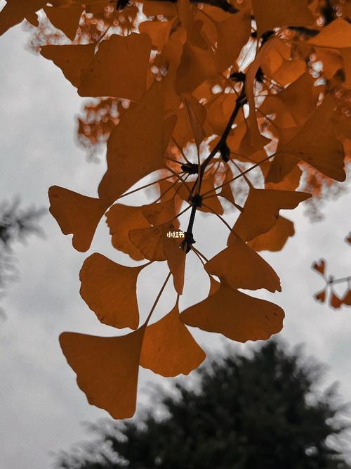 秋日碎语 第1张 秋日碎语 第1张