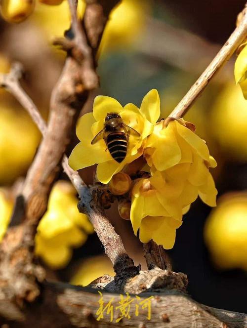 腊梅花开 第1张 腊梅花开 第1张