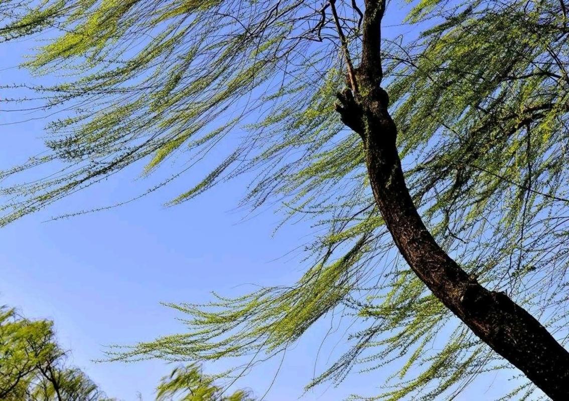 风吹柳起  第1张