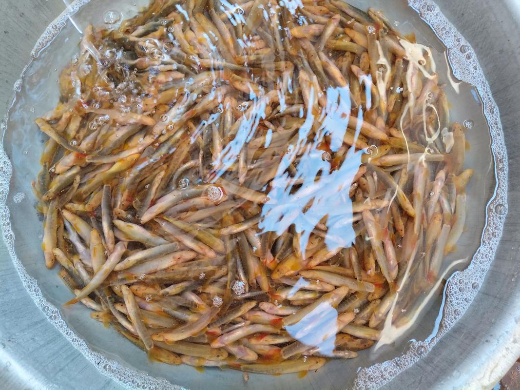 我是西子湖中畅游的一尾鱼 第1张 我是西子湖中畅游的一尾鱼 第1张