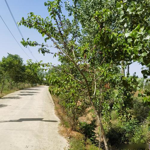 乡村的树 第1张 乡村的树 第1张