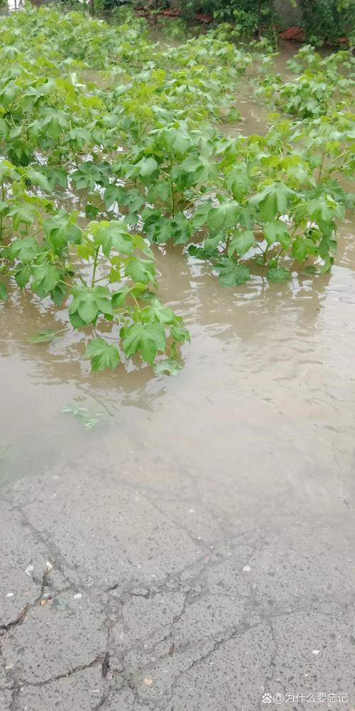 昨天的那场雨  第1张
