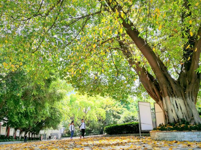 校园里的黄果树  第1张