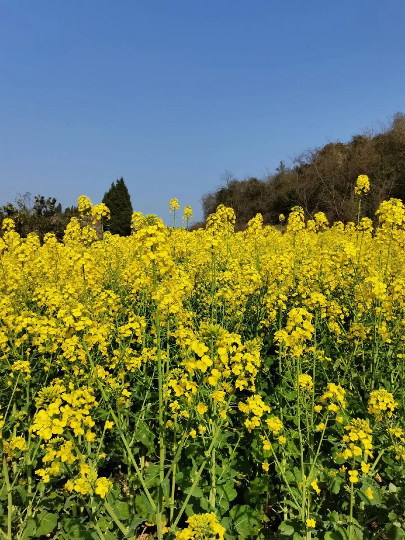 春天遐想  第1张