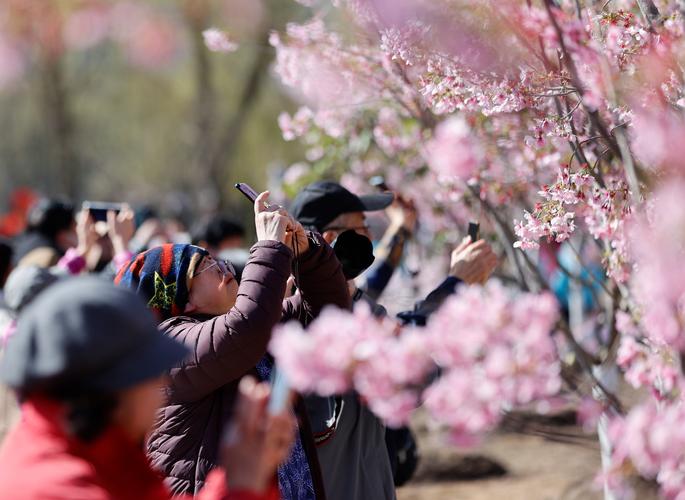 玉渊潭里赏樱花  第1张