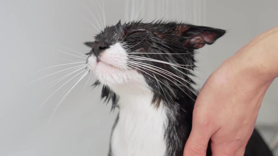 淋湿的猫  第1张