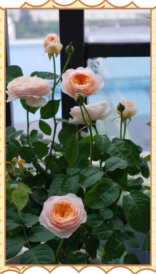 永不凋零的月季花。  第1张