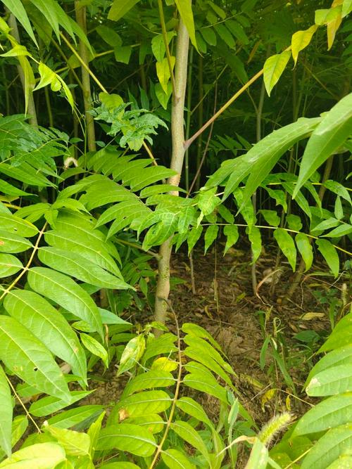 那棵椿树  第1张