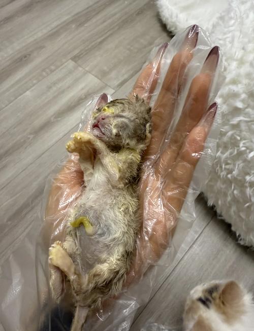 猫之不幸  第1张