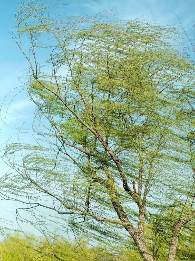 风吹韵动  第1张