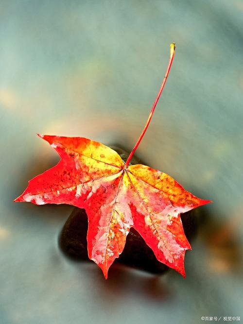 怀念叶子  第1张