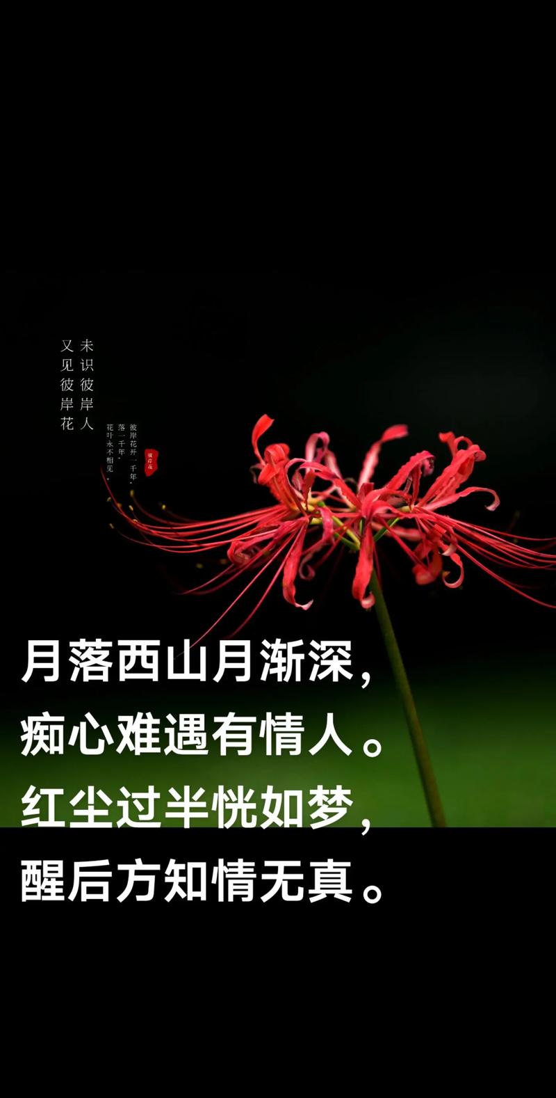 红尘花一朵，凌寒独自开  第1张