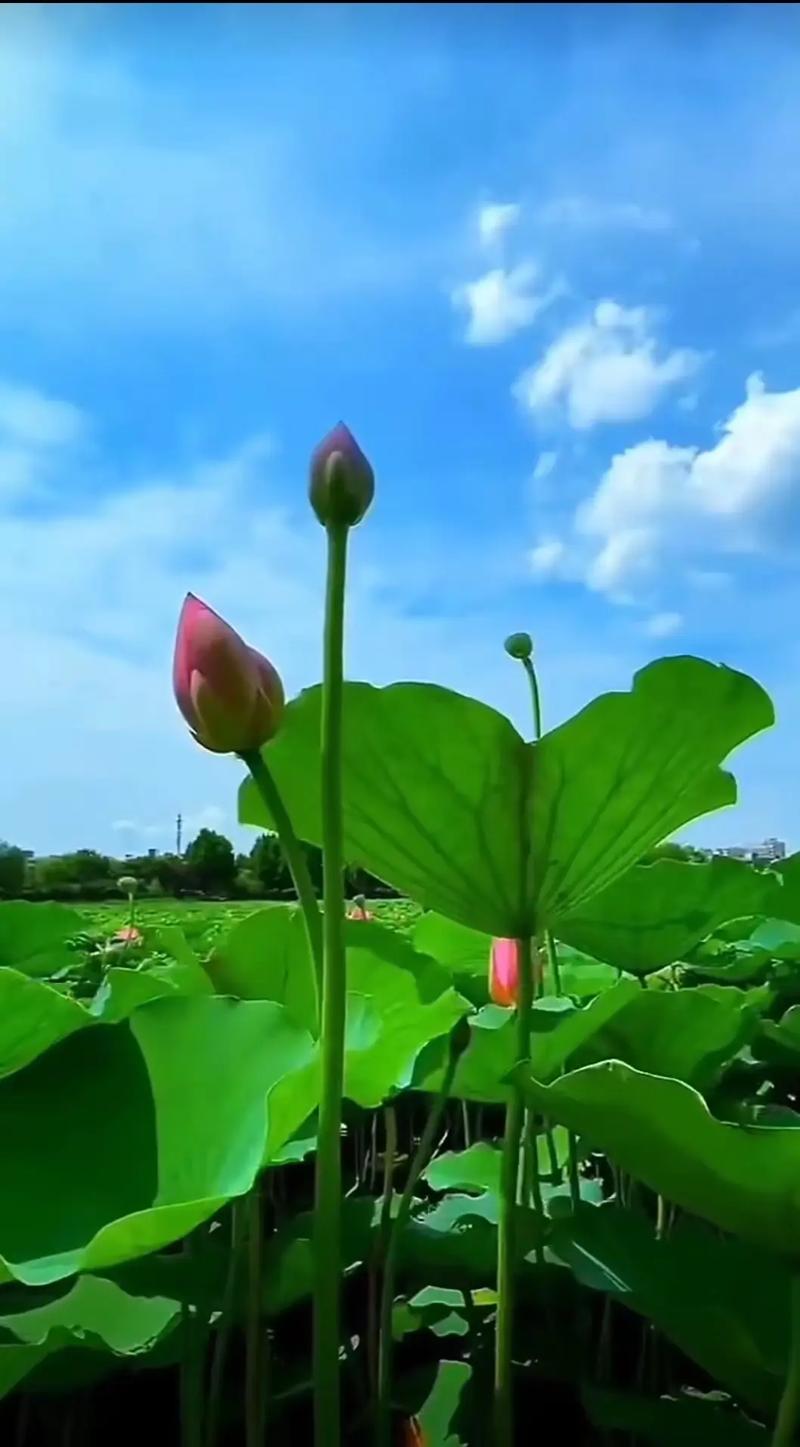 秋日清幽，心如静莲  第1张