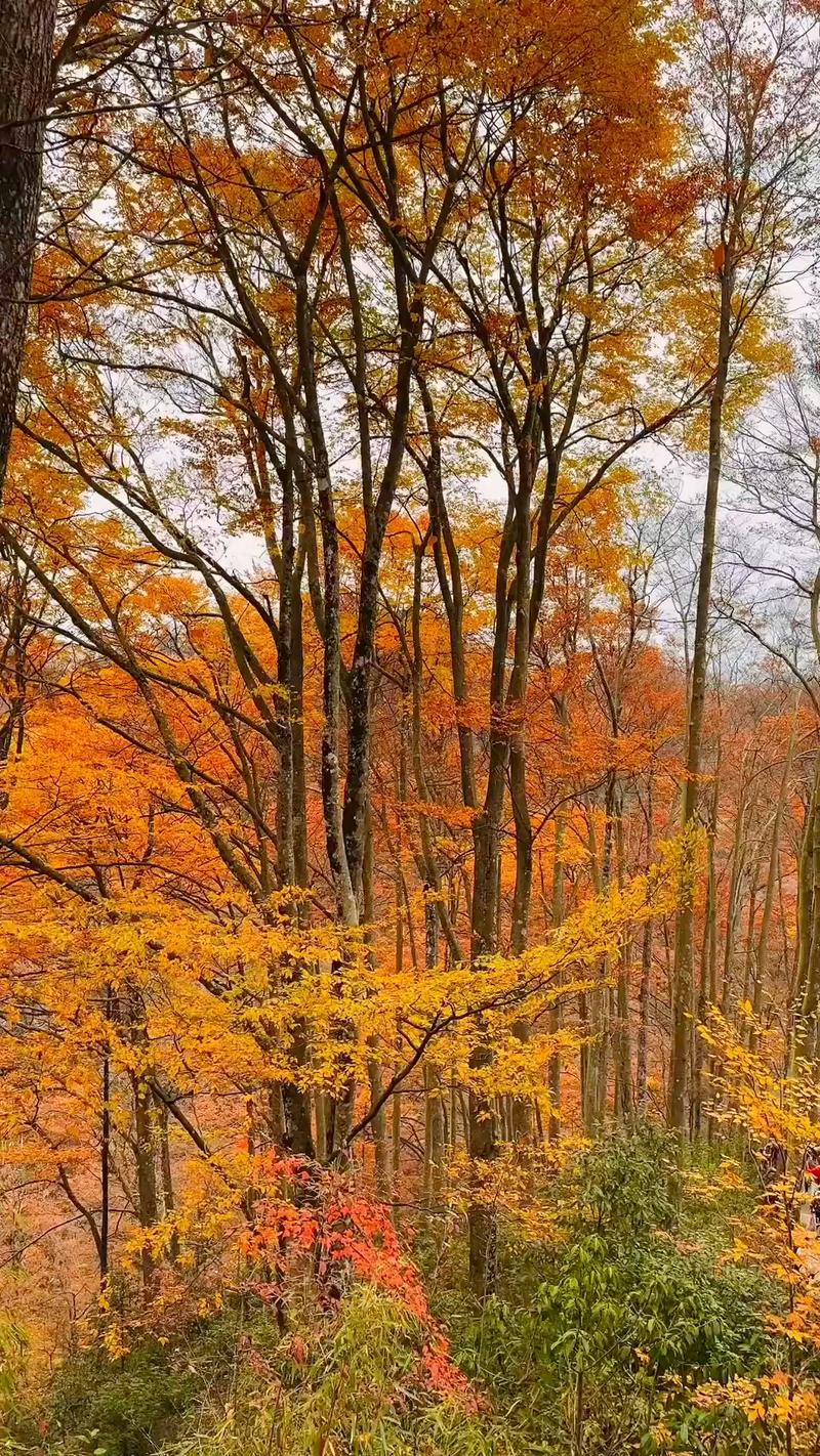 矛盾的秋  第1张